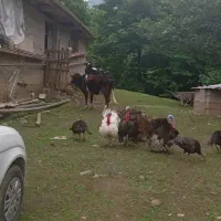 تخم بقلمون نطفه دار  تازه