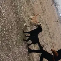 واگذاری سرابی