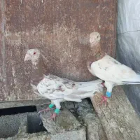 سایر