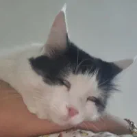 گمشده