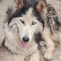 سگ هاسکی