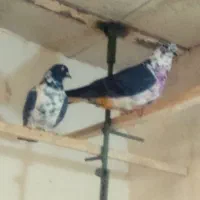 نرو ماده سینه ماش