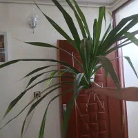 گل پاندانوس