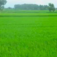 5000متر زمین کشاورزی