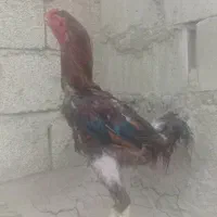 خروس لاری