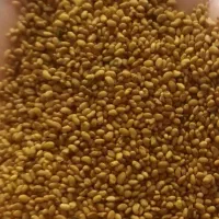 بذر یونجه پابلند