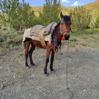 مادیان|اسب و تجهیزات اسب‌سواری|آسارا, |دیوار