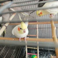عروس هلندی
