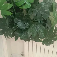 گل درختچه برگ انجیری 25برگ 1تومن