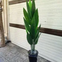 درختچه پرنده بهشتی
