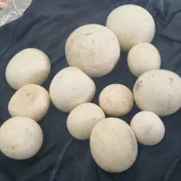 سنگ آسیاب