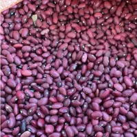 لوبیا قرمز عمده