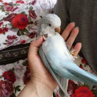طوطی راهب