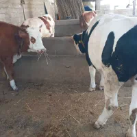 تلیسه گوساله گاو