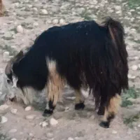 بز تیشتر نر ماده،بره نر