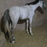 اسب