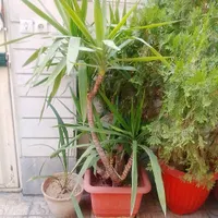فروش گل طبیعی|گل و گیاه طبیعی|تهران, آبشار|دیوار