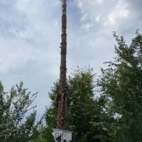 گل و گیاه طبیعی