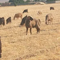 قوچ|حیوانات مزرعه|شیراز, حومه شیراز|دیوار