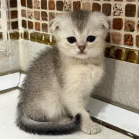 گربه ماده اسکاتیش