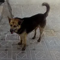 سگ باهوش