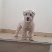 گمشده
