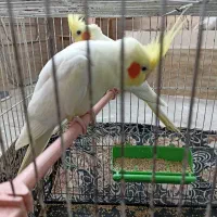 عروس هلندی