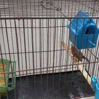 پرنده|پرنده|چهارباغ, |دیوار