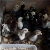 جوجه سالم و سرحال