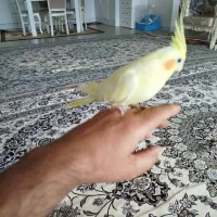 عروس هلندی ماده