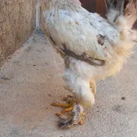 خروس برهما