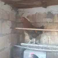 خروس چهل تاج