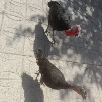 بوقلمون نرماده نژاد خوب