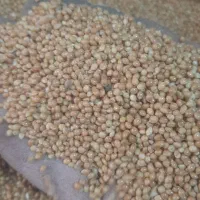 ارزن درشت بوجاری