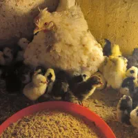 تخم مرغ گلین عالی