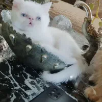 بچه گربه اسکاتیش