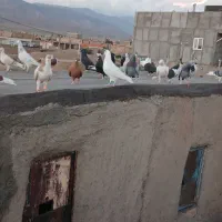 پرشی کفتر