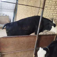 نر گاوو