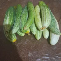خیارمحلی