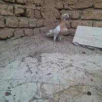 سرونج زرد نر ماده کرم کله اسبی