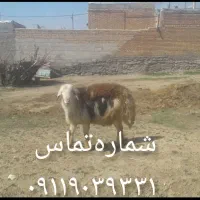فروش‌گوسفند