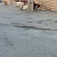 خروس بومی سرحال