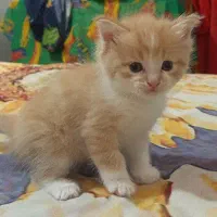 گربه