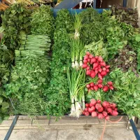 پخش سبزی دسته ای (گلی)