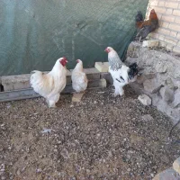 مرغ وخروس