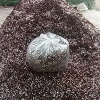 خاک معجزه