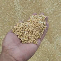 گندم آب خورده درشت و درجه یک