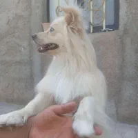 سگ باهوش