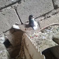 شهری گل زرد