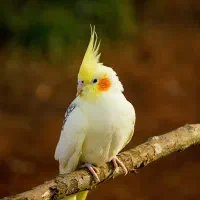 عروس هلندی پیدا شده